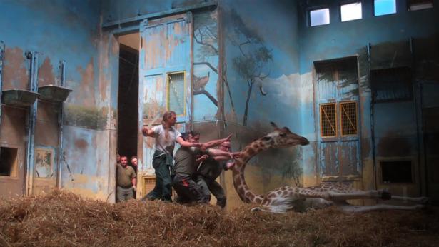 Le réveil de la girafe. Adeline, la girafe du Zoo de Vincennes se réveille d'une anesthésie dans la giraferie. Arrêt sur image d'une vidéo. 2012.