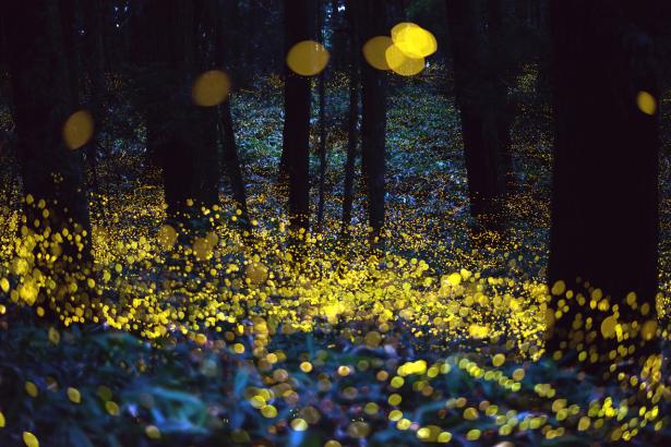 Cette forêt de lucioles de Tsuneaki Hiramatsu est une piste visuelle pour toute la partie imaginaire et rêvée de Don Quichotte.