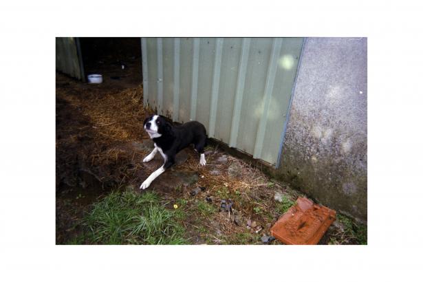 Photographie d'Aline - Portrait de son chien, devant l'enclos des moutons.