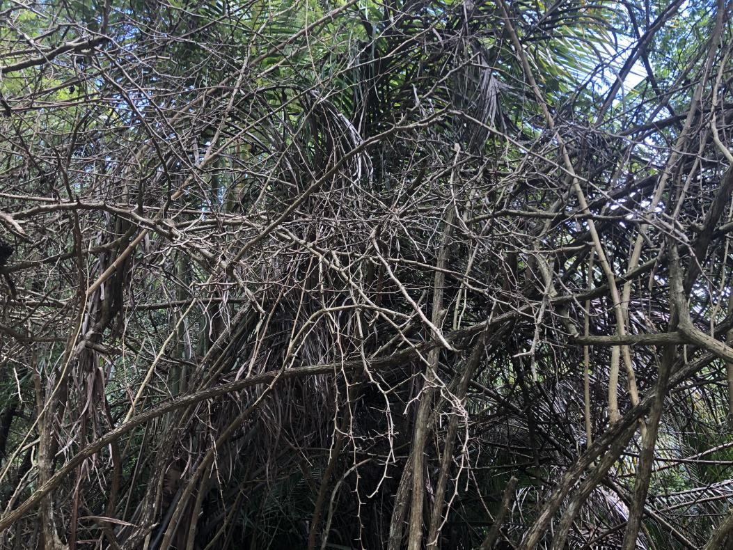 Mangrove de la Maison des oiseaux